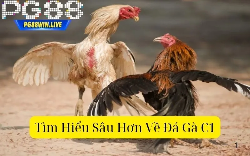 Tìm Hiểu Sâu Hơn Về Đá Gà C1